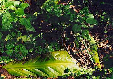 Nettles and skunk cabbage