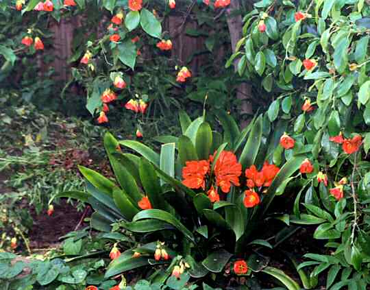 Kaffir lilly; blossoms draped on magnolia and creeping ficus