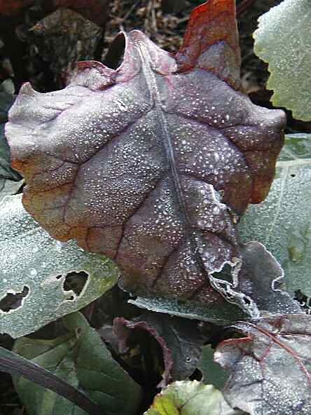 Beet leaf